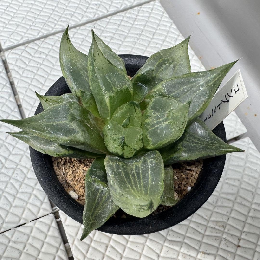 Amazon.co.jp: 多肉植物 ハオルチア 裏般若 B型コンプト